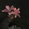 _nana.7.0.7