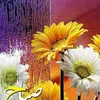 najwaali5985