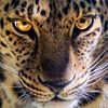 el_jaguar.11.08