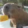 cool_capybara1