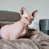 somenakedcatsandadog