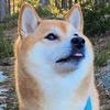 teslatheshiba