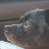 smackerthedog