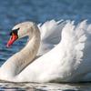 cisne_019