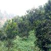 anjannepal51