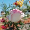 .puspo123