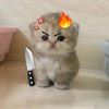 adaseekorkucing