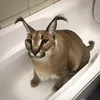 flippa_23