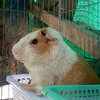 kimnganmr_669