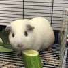 heo_theguineapig