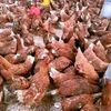 poultry.billionair