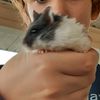 hamsterrr....tamingggg