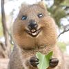 depressed_quokka