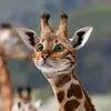 giraffenkatze