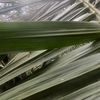 eleisisolifera
