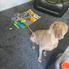 diesel_minaturedachshund