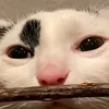 rexocp