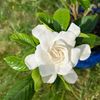 amy.elr