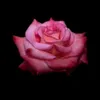 zulaikha_019