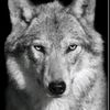 samir52_