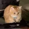 meoooww11