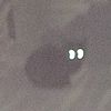 motion_cat69