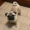 hammythepug