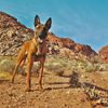 cajunthemalinois