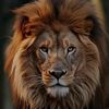 mohamed.ibrahim8416