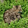 mycatbest_