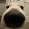 oharvey8