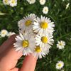 _bellisperennis_