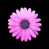 myaster2