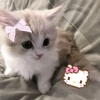 meowies_kittenie