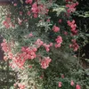 roenewroe