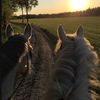 horsemymind