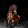 al_shehri21