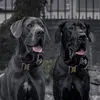 SvenTheGreatDane_