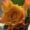 majeczka5683