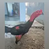 vietphan_89