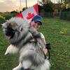 bear_a_canadian_keeshond