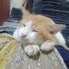 hamba._mu