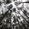 kaifa_77