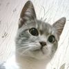 dyu6z6pm060g