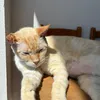 gatoblondie