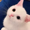 mine_ss0