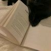 stella_kitty7