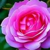 sayim_hasrret36
