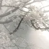 21_obrefan