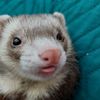_mr.ferret_